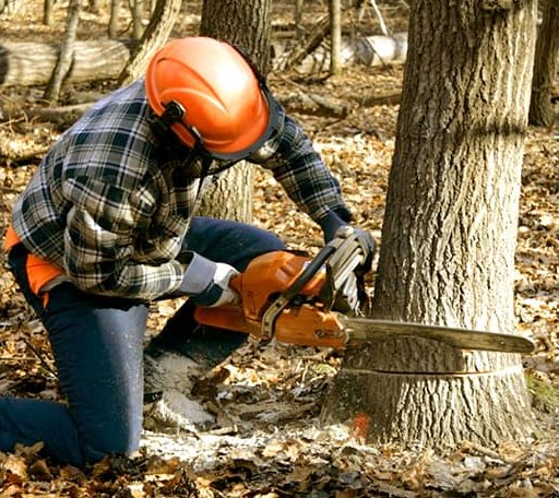 Tree Removal in Canton, KS